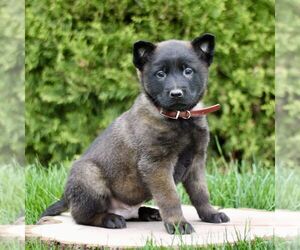 Belgian Malinois Puppy for sale in RONKS, PA, USA