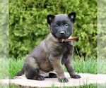 Small Belgian Malinois