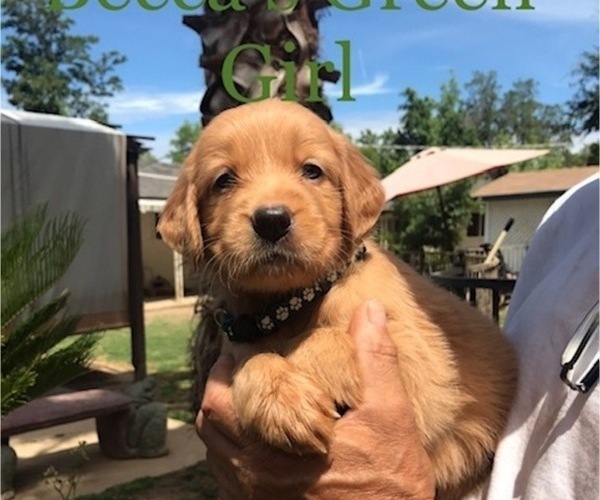 Medium Photo #1 Golden Retriever Puppy For Sale in FRESNO, CA, USA