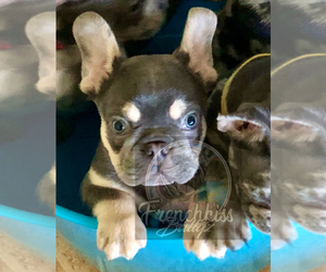 French Bulldog Puppy for sale in BUCKS BAR, CA, USA