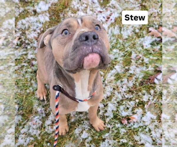 Medium Photo #2 Bullypit Puppy For Sale in Frankenmuth, MI, USA