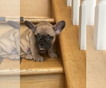Small Photo #1 French Bulldog Puppy For Sale in LYNWOOD, IL, USA