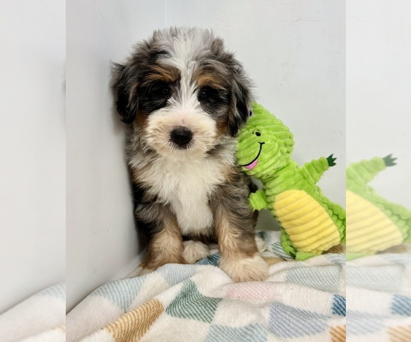Medium Photo #6 Miniature Bernedoodle Puppy For Sale in FRANKLIN, IN, USA