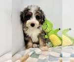 Small #5 Miniature Bernedoodle
