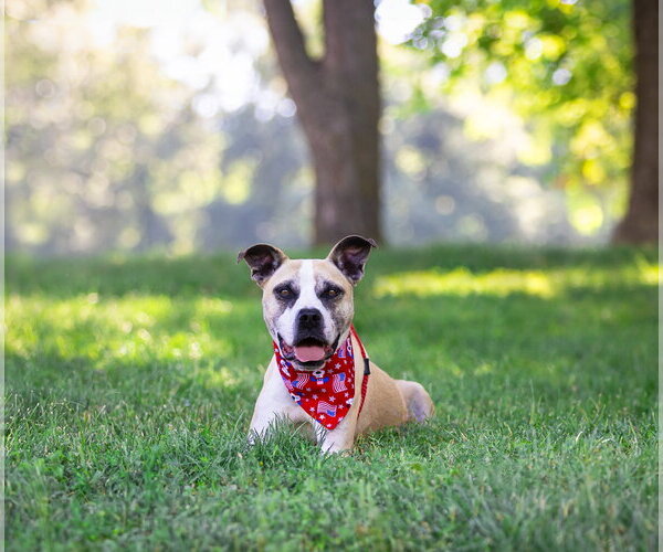 Medium Photo #5 Mutt Puppy For Sale in Unionville, PA, USA