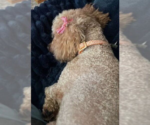 Medium Photo #2 Poodle (Toy)-Unknown Mix Puppy For Sale in Germantown, OH, USA