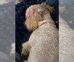 Small #1 Poodle (Toy) Mix