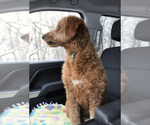 Small Photo #1 Goldendoodle-Poodle (Miniature) Mix Puppy For Sale in RANDOLPH, WI, USA