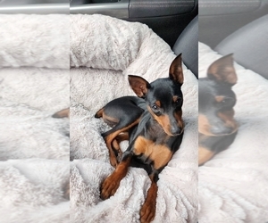 Mother of the Miniature Pinscher puppies born on 06/07/2026