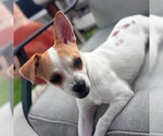 Small #1 Chihuahua Mix