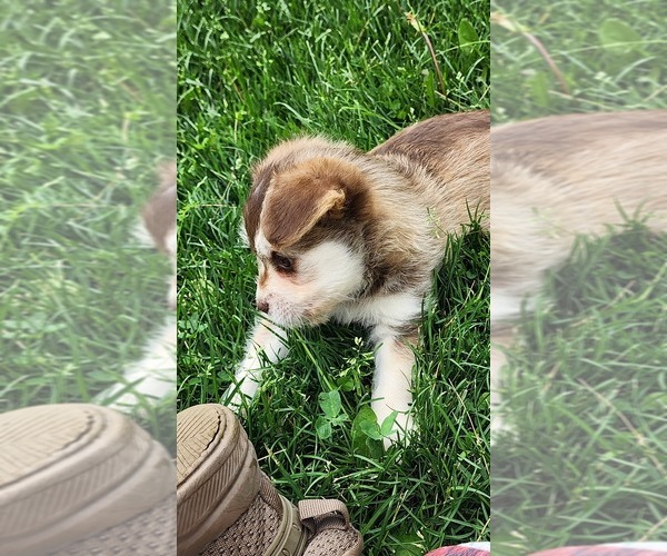 Medium Photo #5 Alaskan Klee Kai-Pomeranian Mix Puppy For Sale in GREENWOOD, WI, USA