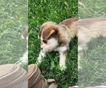 Small #4 Alaskan Klee Kai-Pomeranian Mix