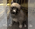 Small #6 Pomsky