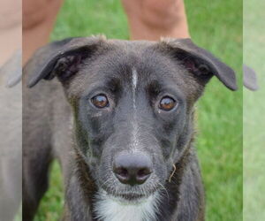 German Shepherd Dog-Huskies  Mix Dogs for adoption in Huntley, IL, USA