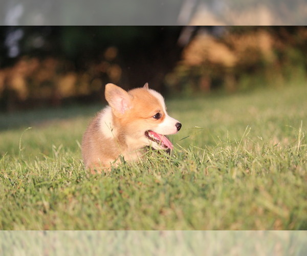 Medium Photo #7 Pembroke Welsh Corgi Puppy For Sale in FORT MADISON, IA, USA