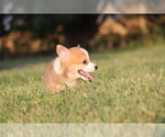 Small #6 Pembroke Welsh Corgi