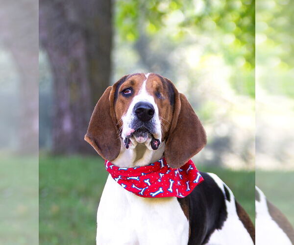 Medium Photo #4 Mutt Puppy For Sale in Unionville, PA, USA