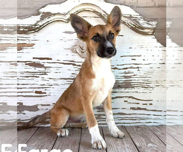 Medium Photo #1 Basenji-Unknown Mix Puppy For Sale in Rockaway, NJ, USA