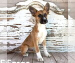 Small Basenji Mix