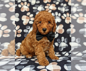 Goldendoodle-Poodle (Toy) Mix Puppy for sale in NOTTINGHAM, PA, USA