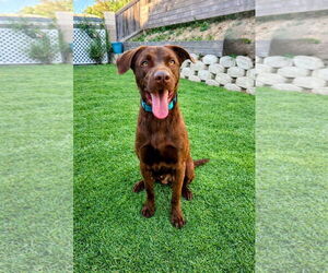 Labrador Retriever-Unknown Mix Dogs for adoption in San Diego, CA, USA