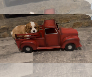 Medium Cavalier King Charles Spaniel