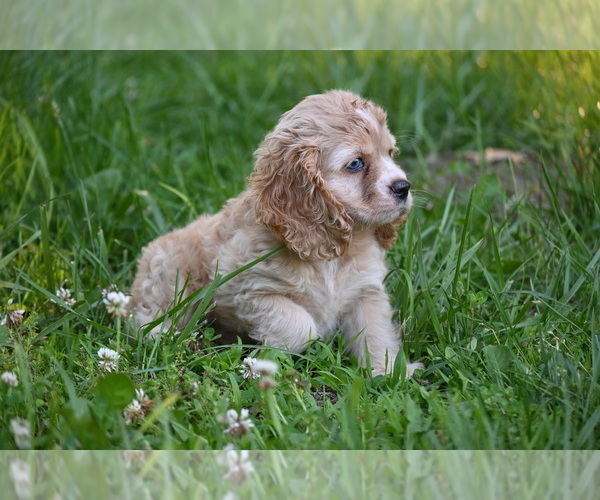 Medium Photo #10 Cocker Spaniel Puppy For Sale in AVALON, MO, USA