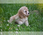 Small #9 Cocker Spaniel