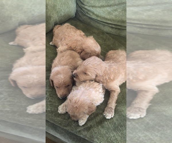 Medium Photo #12 Labradoodle Puppy For Sale in MURRAYVILLE, GA, USA