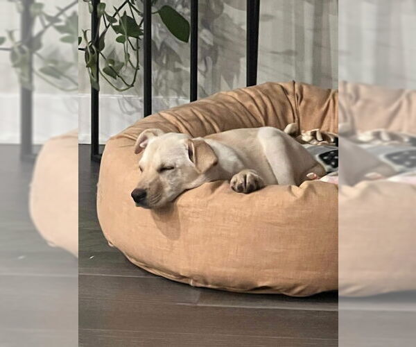 Medium Photo #4 Mutt Puppy For Sale in Springdale, PA, USA