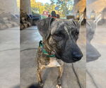 Small #3 American Pit Bull Terrier Mix
