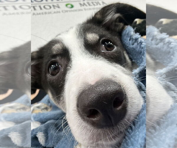 Medium Photo #9 Australian Shepherd-Unknown Mix Puppy For Sale in Grafton, WI, USA