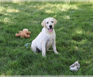 Labrador Retriever Puppy for sale in SYRACUSE, IN, USA