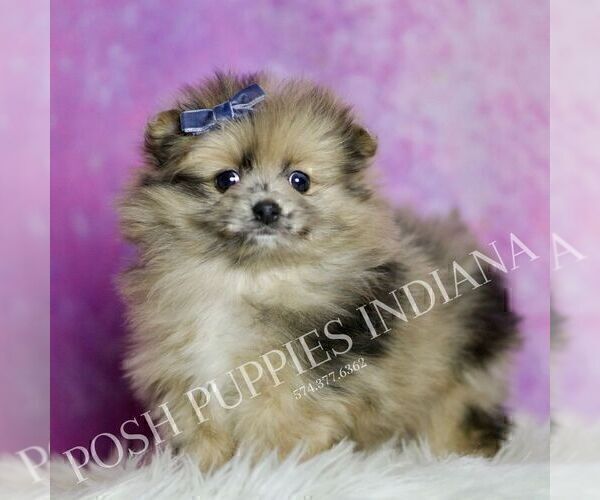 Medium Photo #3 Pomeranian Puppy For Sale in WARSAW, IN, USA