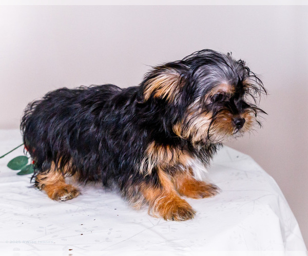 Medium Photo #6 Shorkie Tzu Puppy For Sale in WAKARUSA, IN, USA
