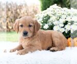 Small #3 Golden Retriever
