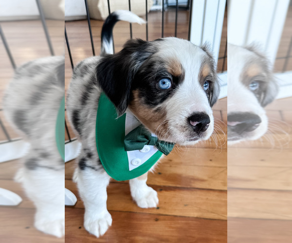 Medium Photo #5 Australian Shepherd-Bernedoodle Mix Puppy For Sale in MELROSE, NY, USA
