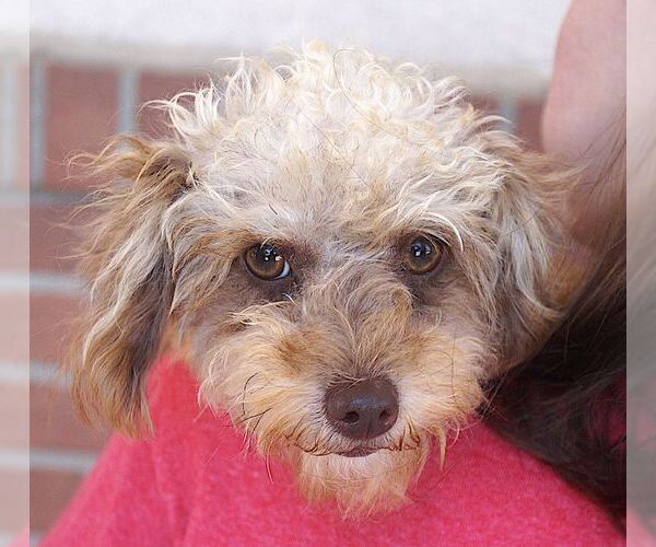 Medium Photo #2 Poodle (Toy) Puppy For Sale in Carrollton, TX, USA