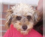 Small #1 Poodle (Toy)