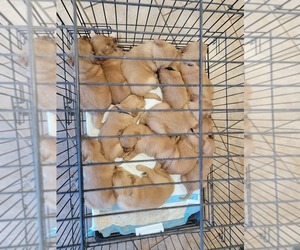 Golden Retriever Puppy for Sale in RENO, Nevada USA