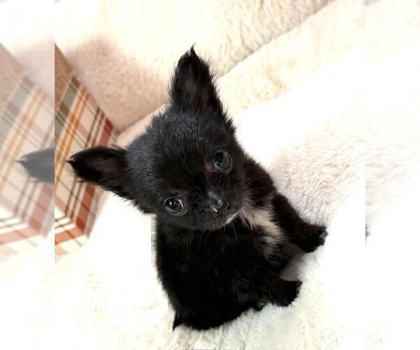 Medium Photo #4 Chihuahua Puppy For Sale in MIAMI, FL, USA