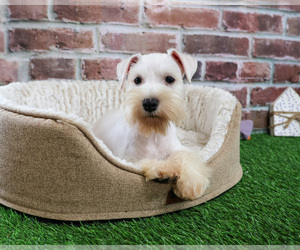 Schnauzer (Miniature) Puppy for sale in SYRACUSE, IN, USA