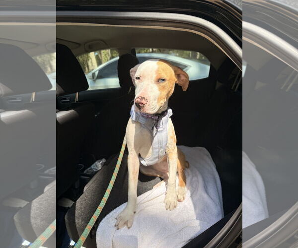 Medium Photo #1 Catahoula Leopard Dog-Unknown Mix Puppy For Sale in Sanford, FL, USA