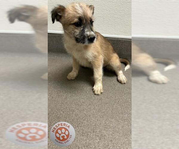 Medium Photo #1 German Shepherd Dog Puppy For Sale in HESPERIA, CA, USA