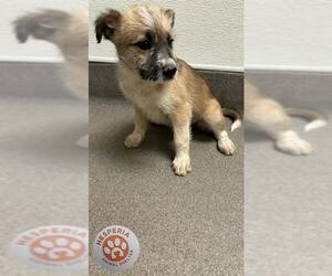 German Shepherd Dog Dogs for adoption in HESPERIA, CA, USA