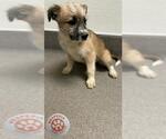 Small German Shepherd Dog