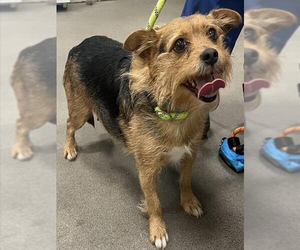 Medium Photo #1 Border Terrier-Unknown Mix Puppy For Sale in Forestville, MD, USA