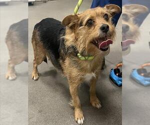 Border Terrier-Unknown Mix Dogs for adoption in Forestville, MD, USA