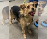 Small Border Terrier Mix