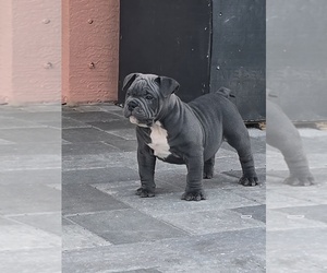 American Bully Puppy for sale in NORTH PORT, FL, USA